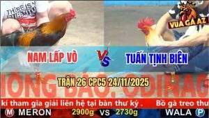 Trận 26 CPC5 24/11/2025 - Gà Anh Nam Hạ Bướm Anh Tuấn Sau 1 Tay Nước