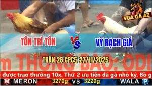 Trận 26 CPC5 27/11/2025 - Gà Bướm Anh Vỹ So So Đâm Vàng Tàu Tắt Điện
