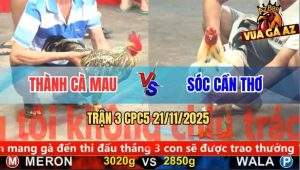 Trận 3 CPC5 21/11/2025 - Gà Cú Anh Thành Đá Không Ghim Được Cựa