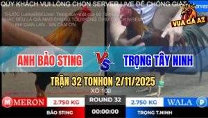 Trận 32 TonHon 2/11/2025 - Gà Anh Bảo Sting Ăn Cây Quá Độc Ói Nằm Đống