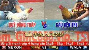Trận 39 CPC5 20/11/2025 - Bướm Quá Trâu Gà Khét Anh Gấu Đâm Không Thấm