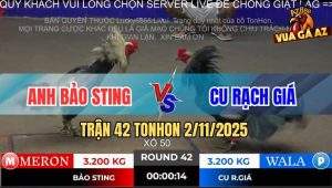 Trận 42 TonHon 2/11/2025 - Que Cọp Bảo Sting Ra Chân Như Búa Bổ