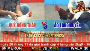 Trận 43 CPC5 20/11/2025 - Bướm Đậu Trên Bông Ăn Cây Cần Té Ngã Ngửa