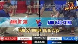 Trận 53 TonHon 28/11/2025 - Gà Bướm Đá Úa Hiệu Bảo Sting Ra Máu Lỏng