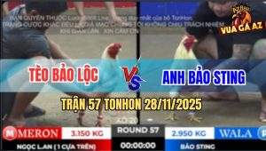 Trận 57 TonHon 28/11/2025 - Bảo Sting Phục Thù Đá Gà Anh Tèo Kêu Ót Ót