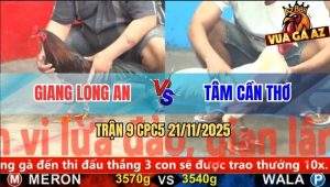 Trận 9 CPC5 21/11/2025 - Gà Úa Anh Tâm Đá Gà Điều Anh Giang Phun Lửa