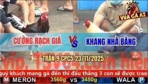 Trận 9 CPC5 23/11/2025 - Gà Que Đá Úa Cọp Anh Khang Chạy Bay Bồ