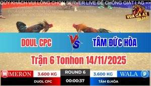 Trận 6 Tonhon 14/11/2025