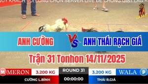 Trận 31 Tonhon 14/11/2025