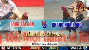 Trận 19 CPC5 3/12/2025 - Gà Anh Long Chồng Độ, 1 Cựa Đá Khỏi Tha Lơ