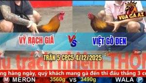 Trận 5 CPC5 4/12/2025 - Gà Que Anh Việt Đá Ngay Ông Địa Điều Nằm Sàn