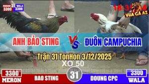 Trận 31 TonHon 3/12/2025 - Chuối Cọp Bảo Sting Đâm Gà Anh Duôn Mất Ngủ