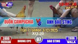 Trận 7 TonHon 3/12/2025 - Anh Bảo Sting Phục Thù Anh Đuôn Thành Công